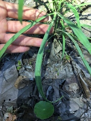 Cynosciadium digitatum