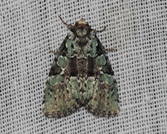 Leuconycta lepidula