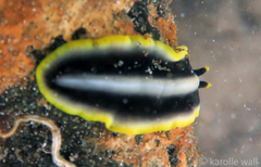 Pseudoceros paralaticlavus