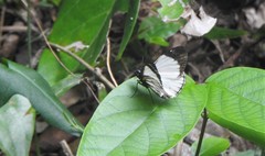Heliopetes alana