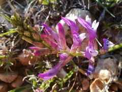 Astragalus muelleri