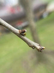 Neuroterus vesicula