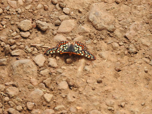 iNaturalist observation photo of Edith's Checkerspot