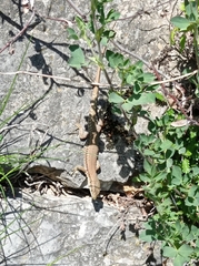 Podarcis muralis