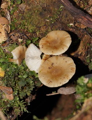 Armillaria hinnulea