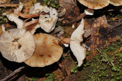 Armillaria hinnulea