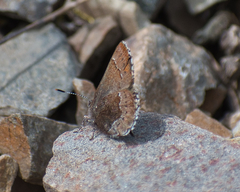 Callophrys mossii