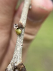 Neuroterus vesicula