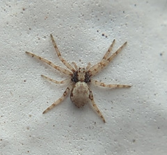 Philodromus marxi