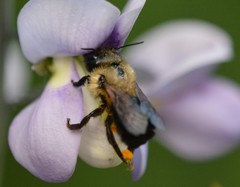 Osmia bucephala