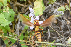 Polistes major major
