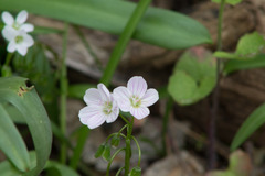 Claytonia
