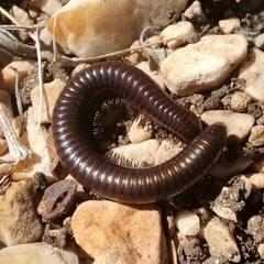 Acanthoiulus fuscipes