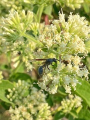 Polybia ignobilis