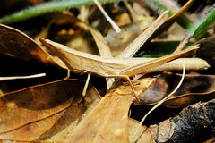 Achurum carinatum