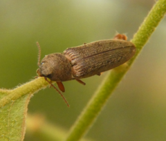 Gambrinus griseus
