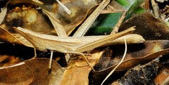 Achurum carinatum
