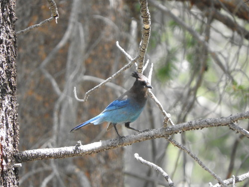 iNaturalist observation photo of Steller's Jay