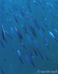Pterocaesio tessellata