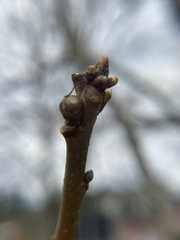 Neuroterus vesicula