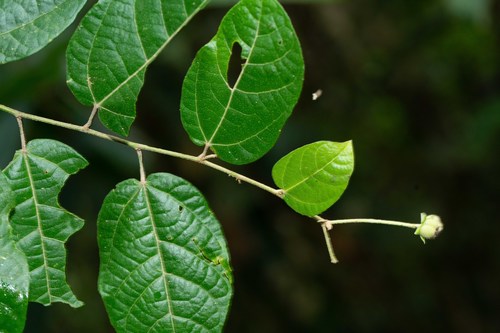 Croton javarisensis