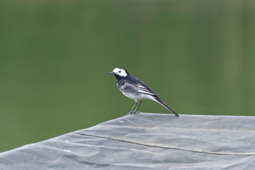 Lavandera blanca (Motacilla alba)