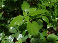 Chrysopilus davisi