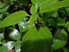 Chrysopilus davisi