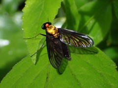 Chrysopilus davisi
