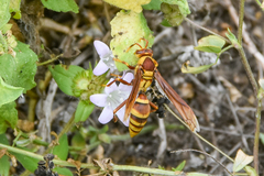 Polistes major major