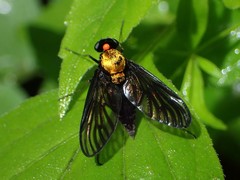 Chrysopilus davisi