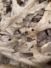 Criorhina verbosa