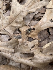Criorhina verbosa