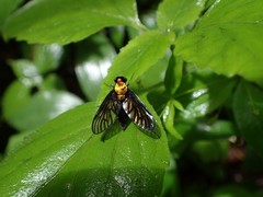Chrysopilus davisi
