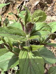 Monarda bradburiana