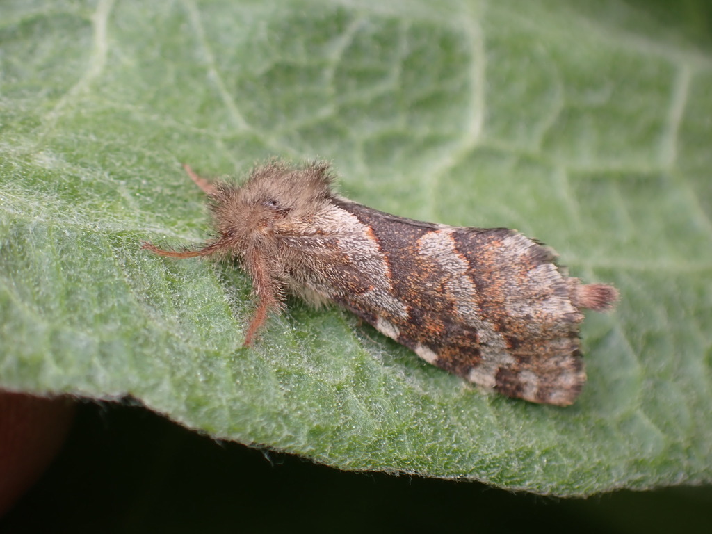 Orange-Lined Ghost Moth