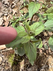 Monarda bradburiana