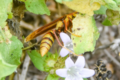 Polistes major major