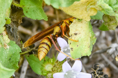 Polistes major major