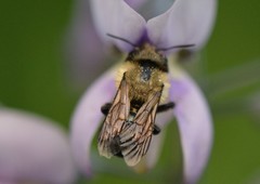 Osmia bucephala
