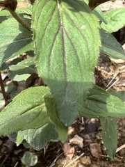 Monarda bradburiana
