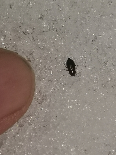 Olophrum fuscum