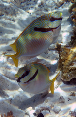 Siganus doliatus