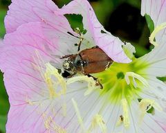 Strigoderma arbicola