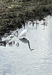 Ardea alba