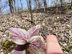 Monarda bradburiana