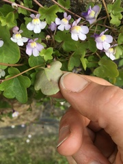 Cymbalaria muralis