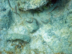 Halichoeres dispilus