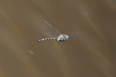 Austroaeschna pinheyi