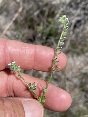 Cryptantha wigginsii